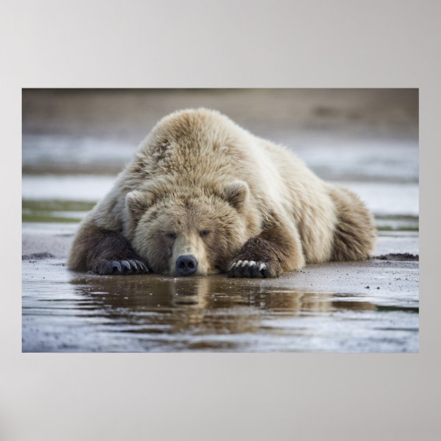 Affiche États-Unis, Alaska, Parc national de Katmai, Ours  (Devant)