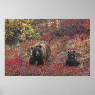 Affiche États-Unis, Alaska, Parc national Denali. Ours bru