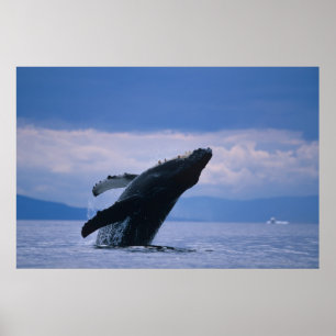 Affiche États-Unis, Alaska, Tongass National Forest, Humpb