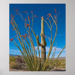 Affiche États-Unis, Arizona. Cactus Dans Le Parc National 