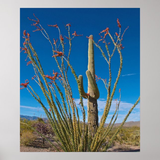 Affiche États-Unis, Arizona. Cactus Dans Le Parc National  (Devant)