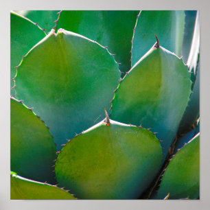 Affiche États-Unis, Arizona. Gros plan de plante succulent