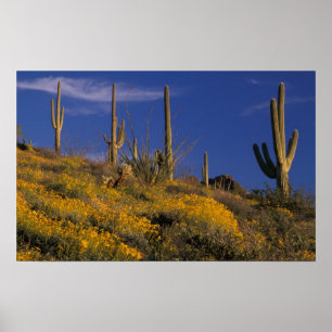 Affiche États-Unis, Arizona, Organ Pipe Cactus National 2