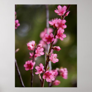 Affiche États-Unis, Californie. Fleurs roses sur un arbre