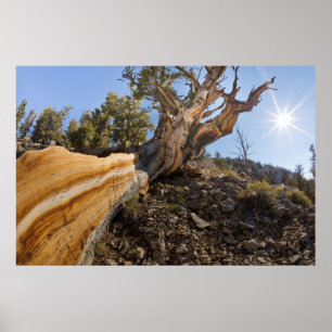 Affiche États-Unis, Californie, Forêt nationale d'Inyo 13