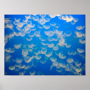 Affiche États-Unis, Californie. Jellyfish In the Monterey