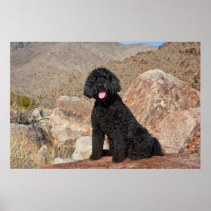 Affiche États-Unis, Californie. Labradoodle assis