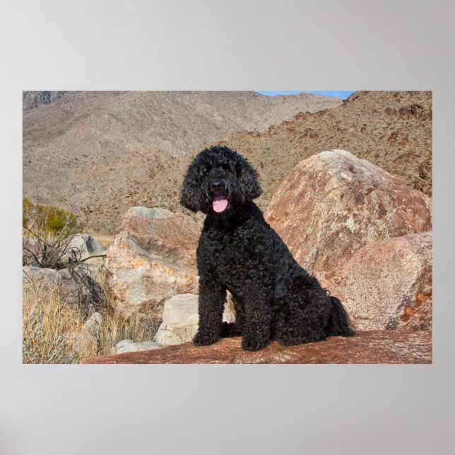 Affiche États-Unis, Californie. Labradoodle assis (Devant)