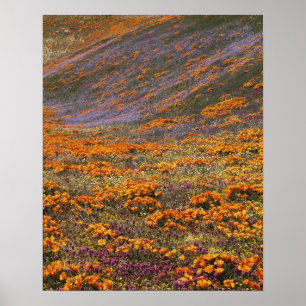 Affiche États-Unis, Californie, Montagnes de Tehachapi, 2