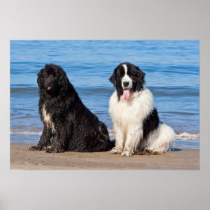 Affiche États-Unis, Californie. Newfoundlands assis
