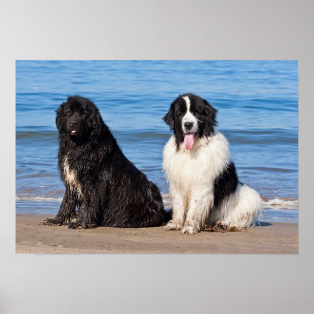 Affiche États-Unis, Californie. Newfoundlands assis (Devant)