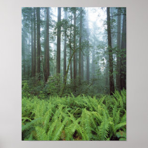 Affiche États-Unis, Californie, Parc national de Redwood.