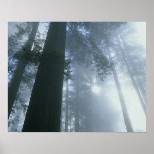Affiche États-Unis, Californie, Parc national de Redwood,