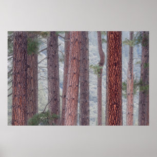 Affiche États-Unis, Californie, Parc national de Yosemite