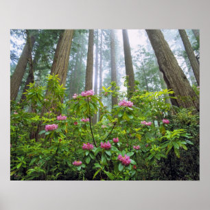 Affiche États-Unis, Californie, Redwood NP. Rhododendron