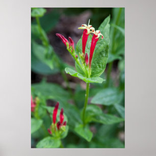 Affiche États-Unis, Caroline du Nord, Asheville. Pink ind