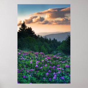 Affiche États-Unis, Caroline du Nord. Rhododendrons de Cat
