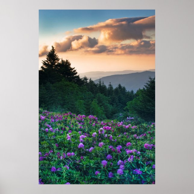 Affiche États-Unis, Caroline du Nord. Rhododendrons de Cat (Devant)
