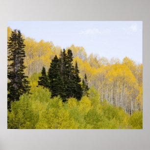 Affiche États-Unis, Colorado, forêt nationale de Gunnison,
