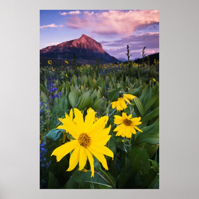 Affiche États-Unis, Colorado, Mt. Crested Butte (Devant)
