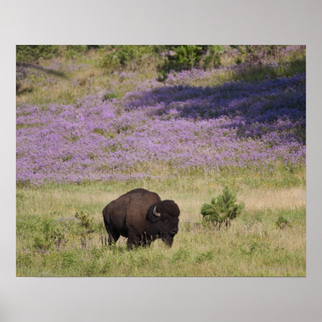 Affiche États-Unis, Dakota du Sud, Bison américain (Devant)