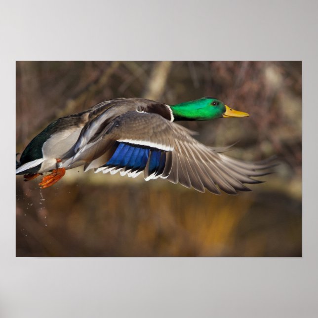 Affiche États-Unis, État de Washington, Mallard, homme, vo (Devant)