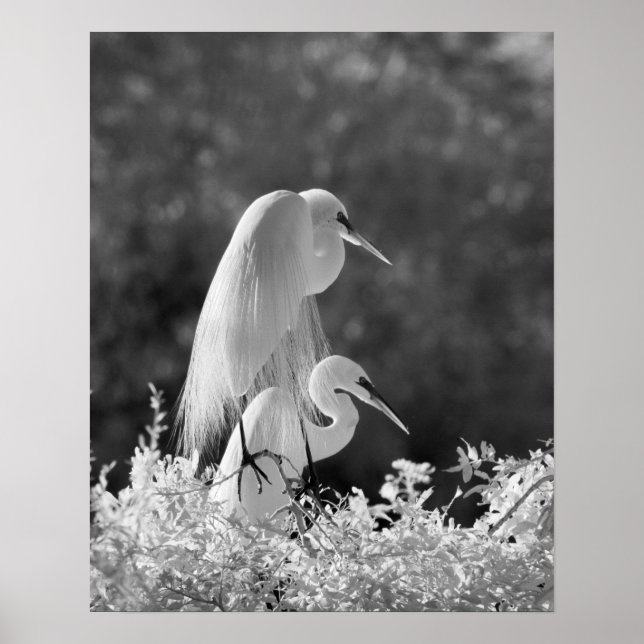 Affiche États-Unis, Floride, Great Egret (Ardea alba) infr (Devant)