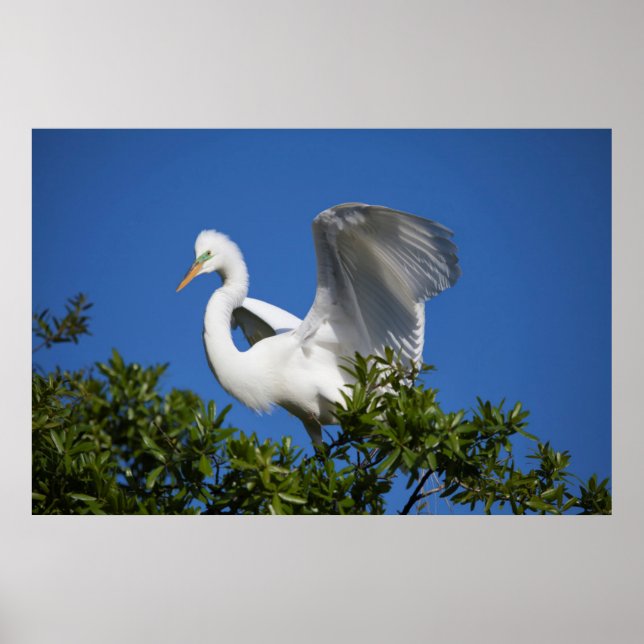 Affiche États-Unis, Floride, Saint-Augustine, Egret (Devant)