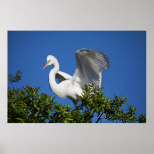 Affiche États-Unis, Floride, St. Augustine, Aigrette