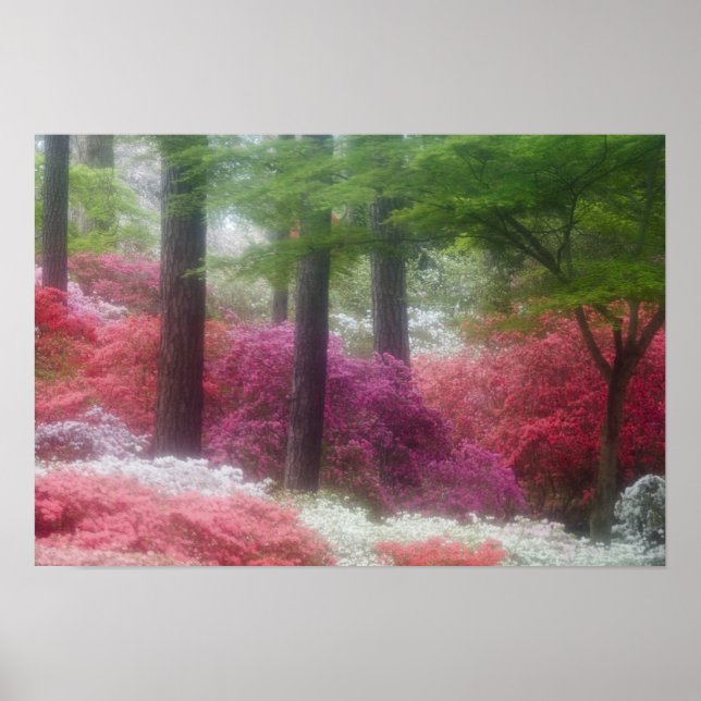 Affiche États-Unis ; Géorgie ; Pine mountain. Azaleas à (Devant)