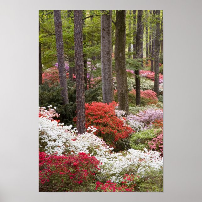 Affiche États-Unis, Géorgie, Pine Mountain. Une forêt de (Devant)
