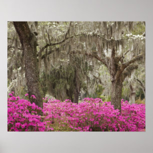 Affiche États-Unis, Géorgie, Savannah, Printemps à l'histo