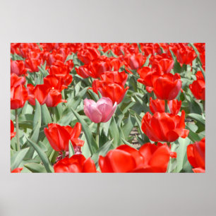 Affiche États-Unis, Kansas, Tulipes rouges avec une tulipe