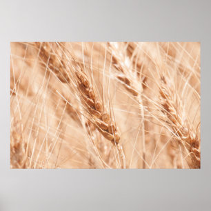Affiche États-Unis, Kansas, Wheat At Harvest Time