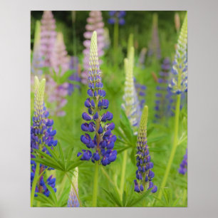 Affiche États-Unis, Maine, Parc national d'Acadia. Champ d