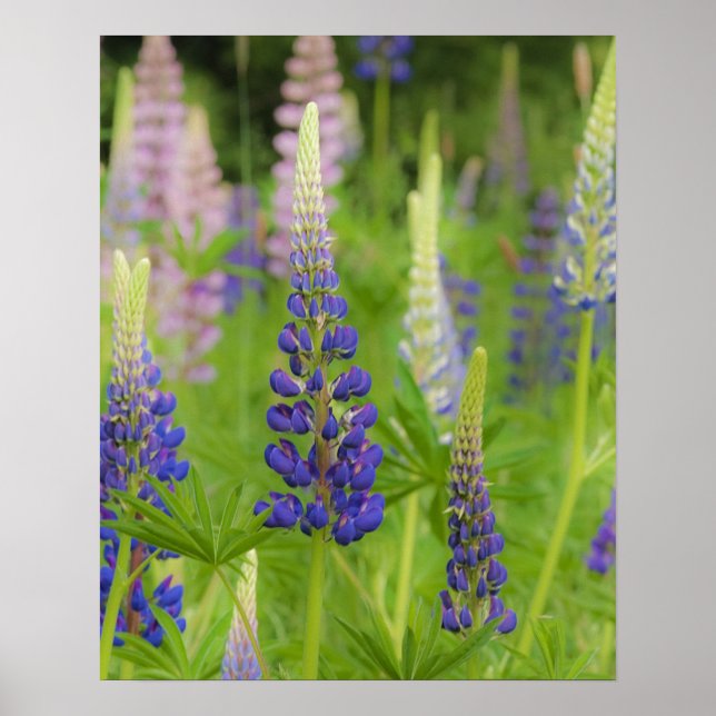 Affiche États-Unis, Maine, Parc national d'Acadia. Champ d (Devant)