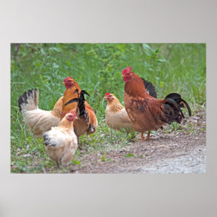 Affiche États-Unis, Nebraska. Poules