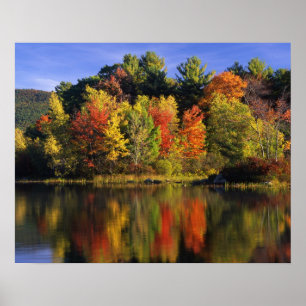 Affiche États-Unis, New Hampshire, Moultonborough. Arbres