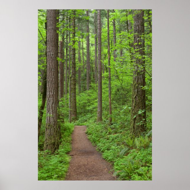 Affiche États-Unis, Oregon, gorge de Columbia. Elowah Fall (Devant)