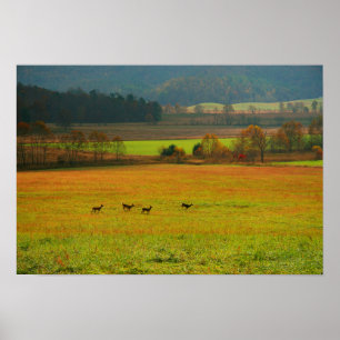 Affiche États-Unis, Tennessee. Cades Cove dans Smoky Mount