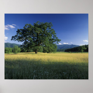 Affiche États-Unis, Tennessee. Great Smokey Mountains 2