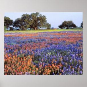 Affiche États-Unis, Texas, Llano. Bluebonnets et redbonnet