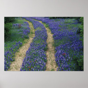 Affiche États-Unis, Texas, près de Marble Falls, Traces en