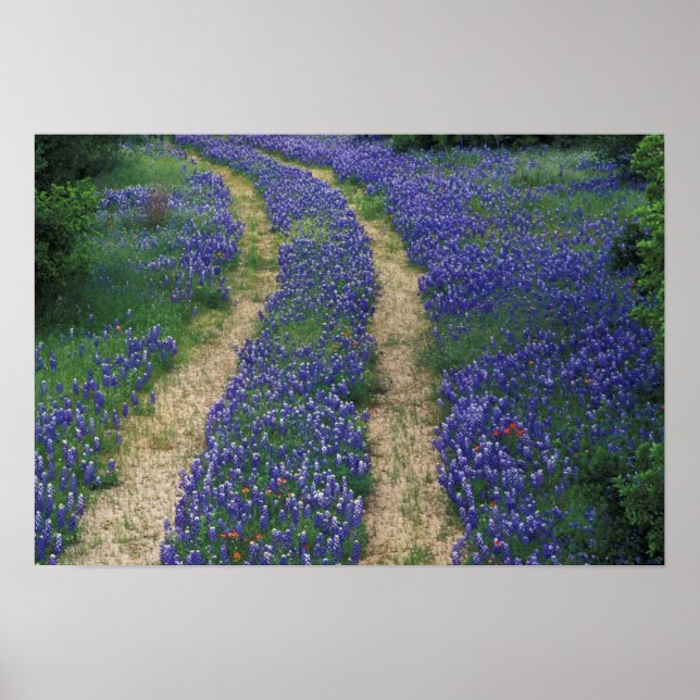 Affiche États-Unis, Texas, près de Marble Falls, Traces en (Devant)