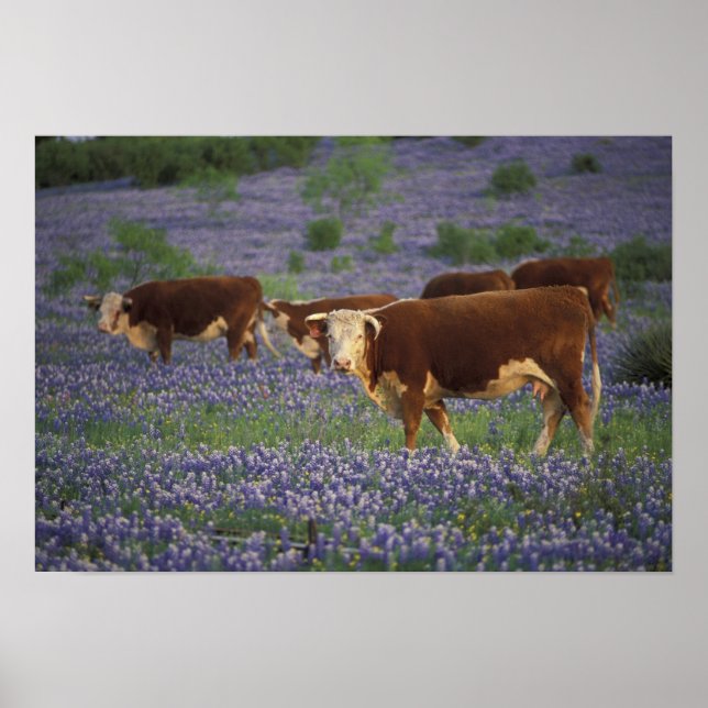 Affiche États-Unis, Texas, Texas Hill Country, Hereford (Devant)