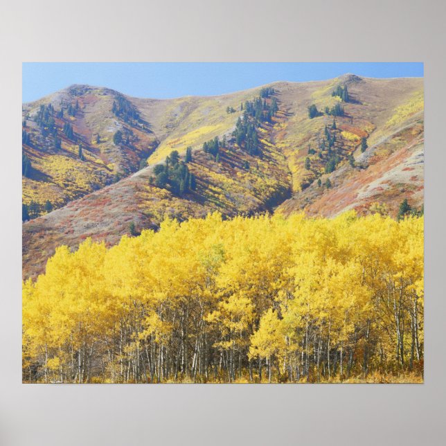 Affiche États-Unis, Utah, Wasatch-Cache National Forest, (Devant)