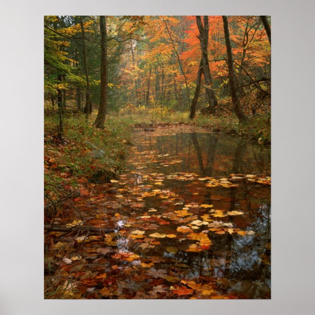 Affiche États-Unis, Virginie, Automne dans le parc d'État  (Devant)