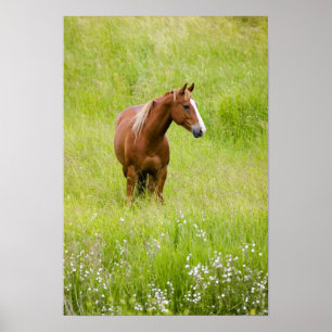 Affiche États-Unis, Washington, Cheval dans un champ print