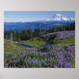Affiche États-Unis, Washington Mt. Adams Wilderness, prair