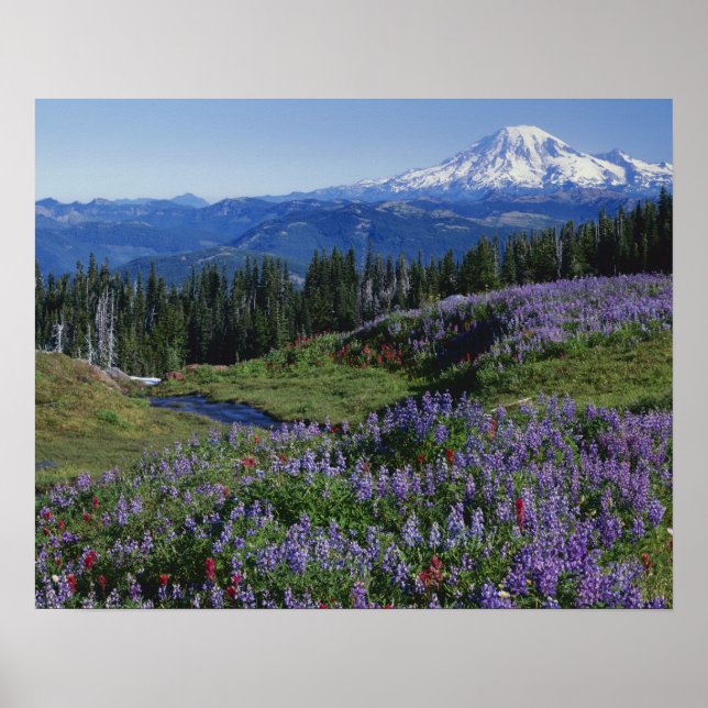Affiche États-Unis, Washington Mt. Adams Wilderness, prair (Devant)